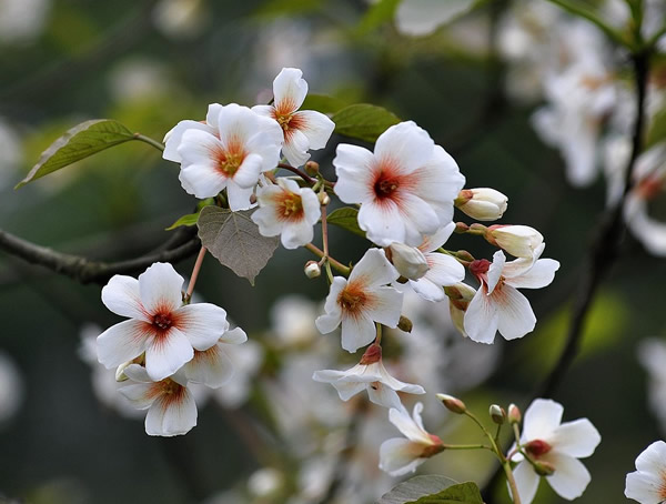 油桐树有哪些作用？