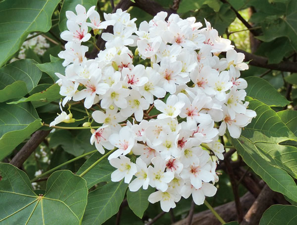 绿化苗木中的油桐树有毒吗？