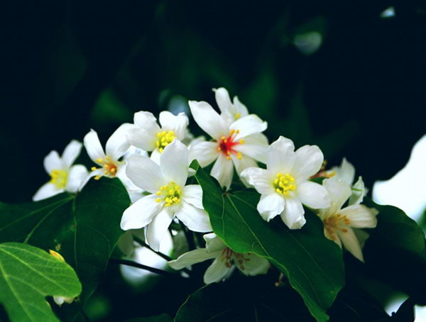 油桐图片大全，最新油桐花的图片欣赏