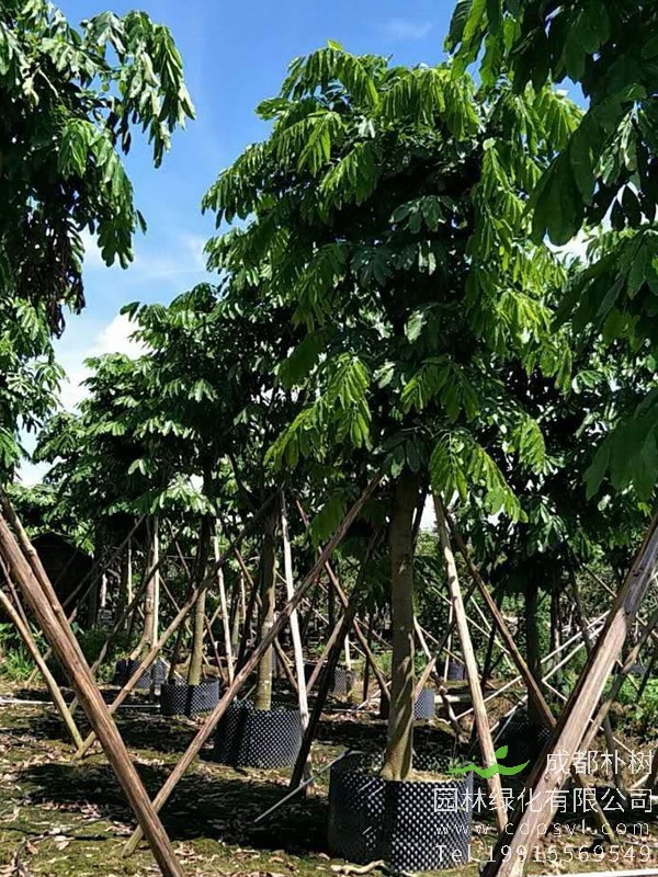 种无忧树用化肥好还是地基肥比较好？