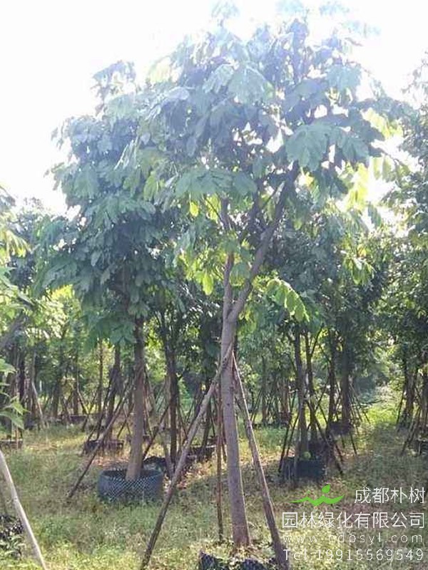 中国无忧树图片大全，最新无忧树图片欣赏