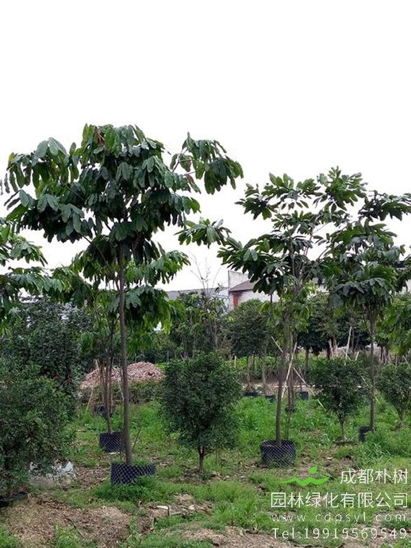 无忧树也叫什么树？无忧树的别名有哪些？