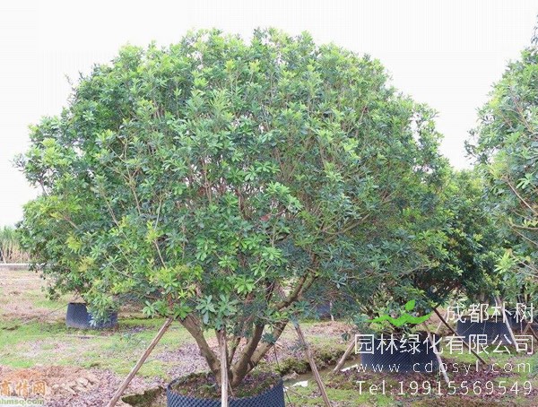 杨梅树有什么特点？