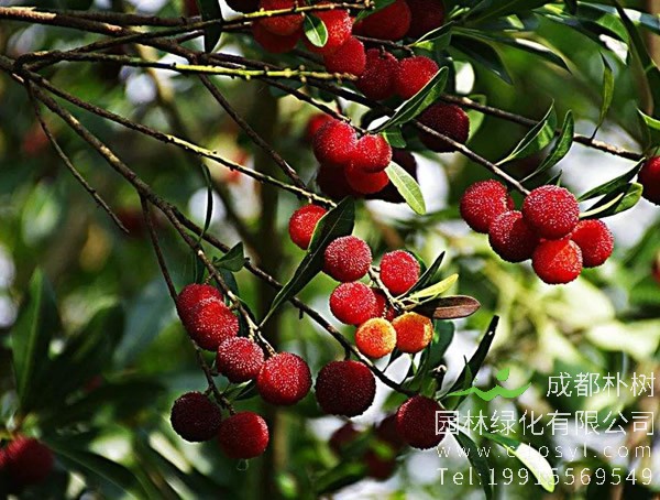 杨梅树为什么不结果？