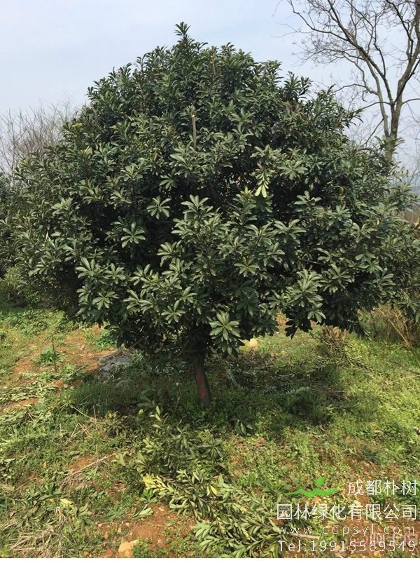 杨梅树的常见病有哪几种？