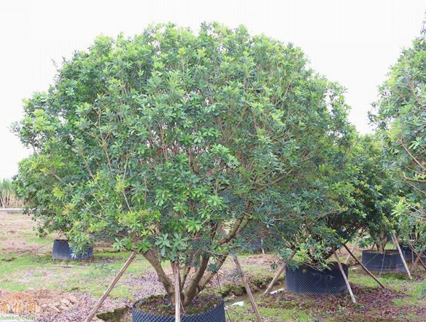 杨梅树有什么特点？