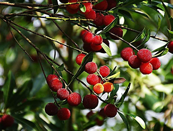 杨梅树为什么不结果？