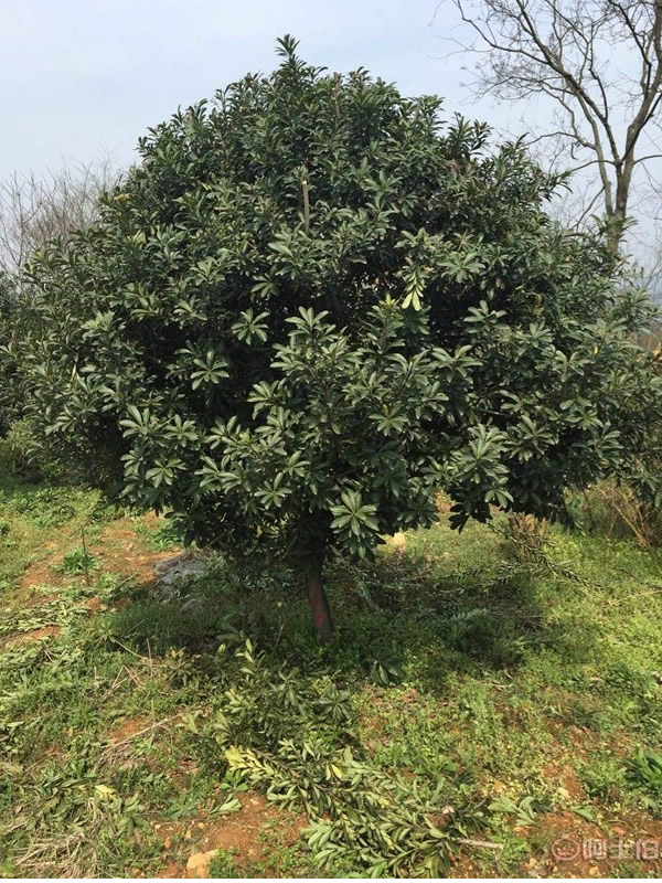 杨梅树的常见病有哪几种？