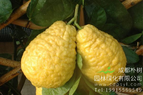 香橼树结的香橼果能吃吗？