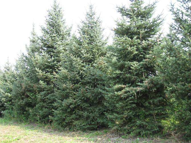 种植云杉前景怎么样？