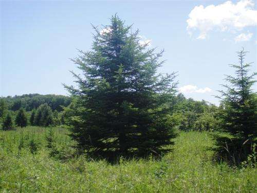 云杉树有什么寓意？