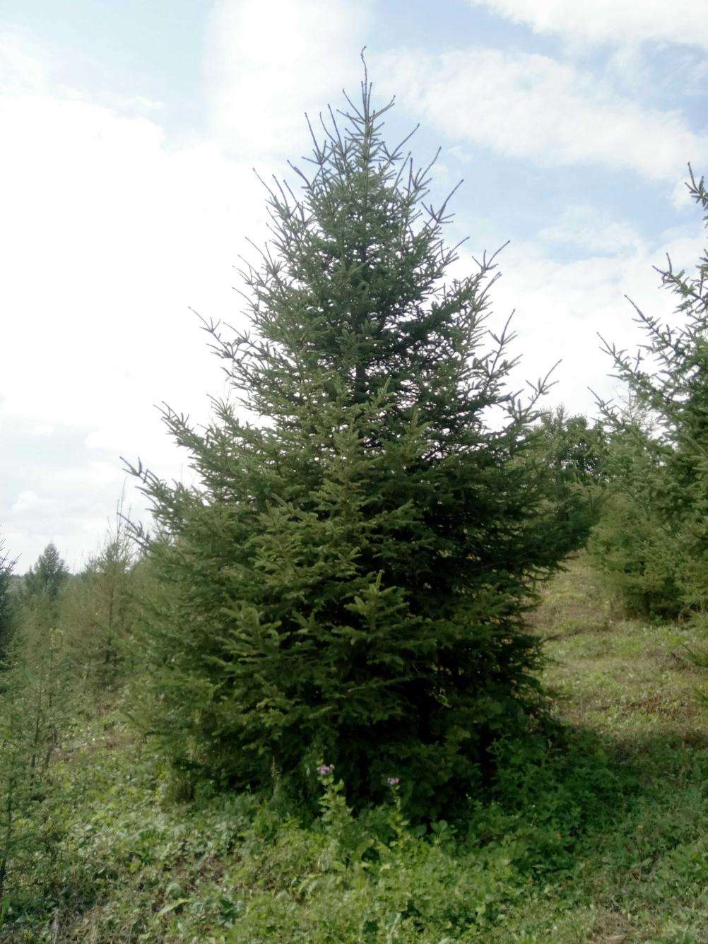 云杉和冷杉的区别？