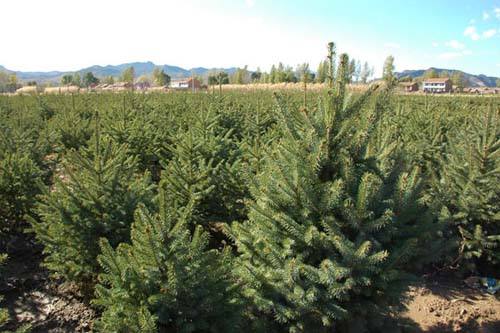 云杉的生长有哪些习性？