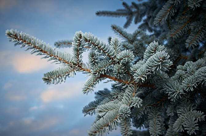 云杉与水杉的区别？