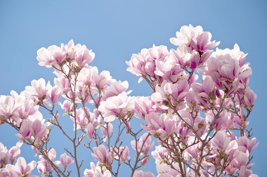 玉兰树花有什么寓意？