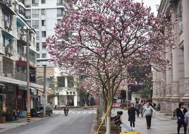 玉兰树在北方能过冬吗？