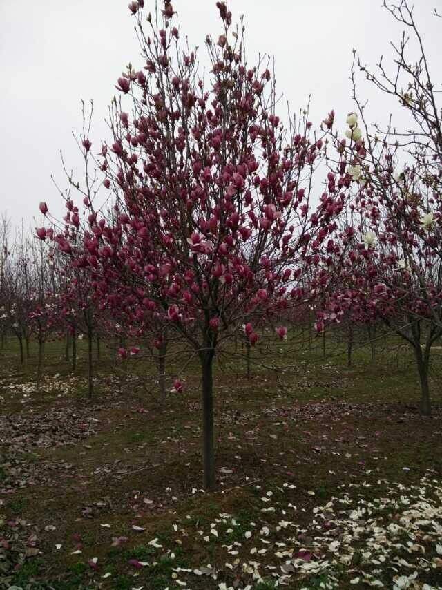 玉兰树买回的时候开花,为什么养了几年不开花？