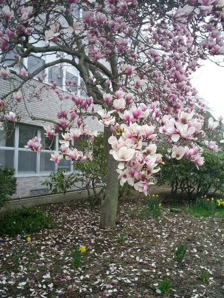 玉兰树几年开花？