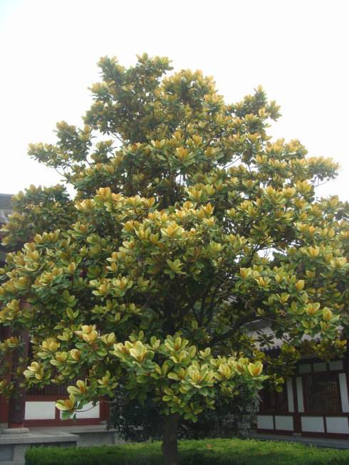 庭院可否栽种玉兰花树？ 