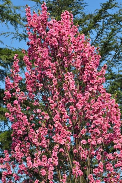 帚桃的名字由来，为何叫帚桃？和照手桃有什么区别？