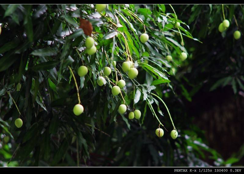 扁桃树与芒果树的区别？