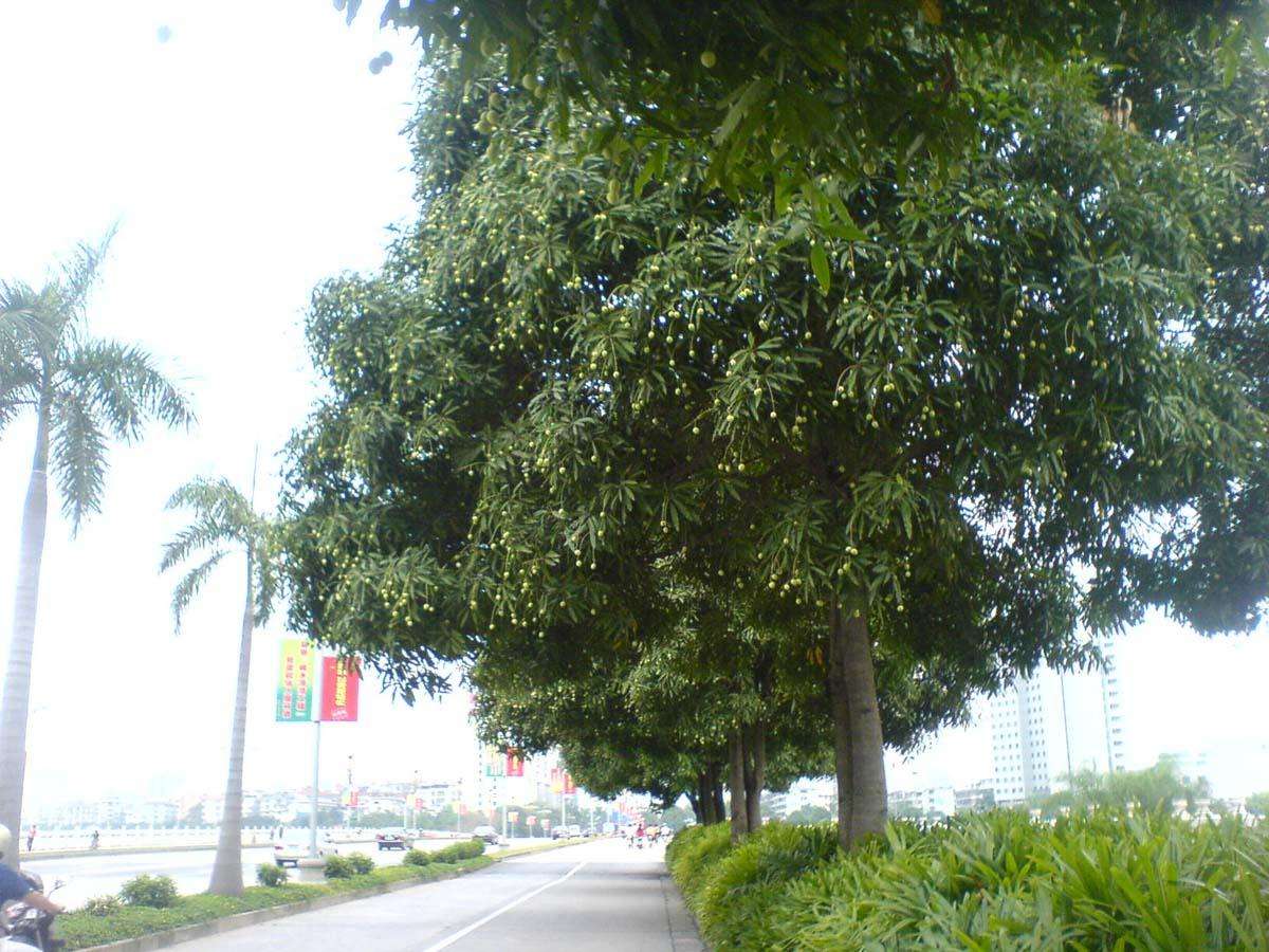 扁桃树什么时候结果？ 