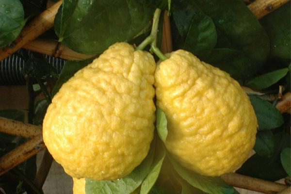 香橼树结的香橼果能吃吗？