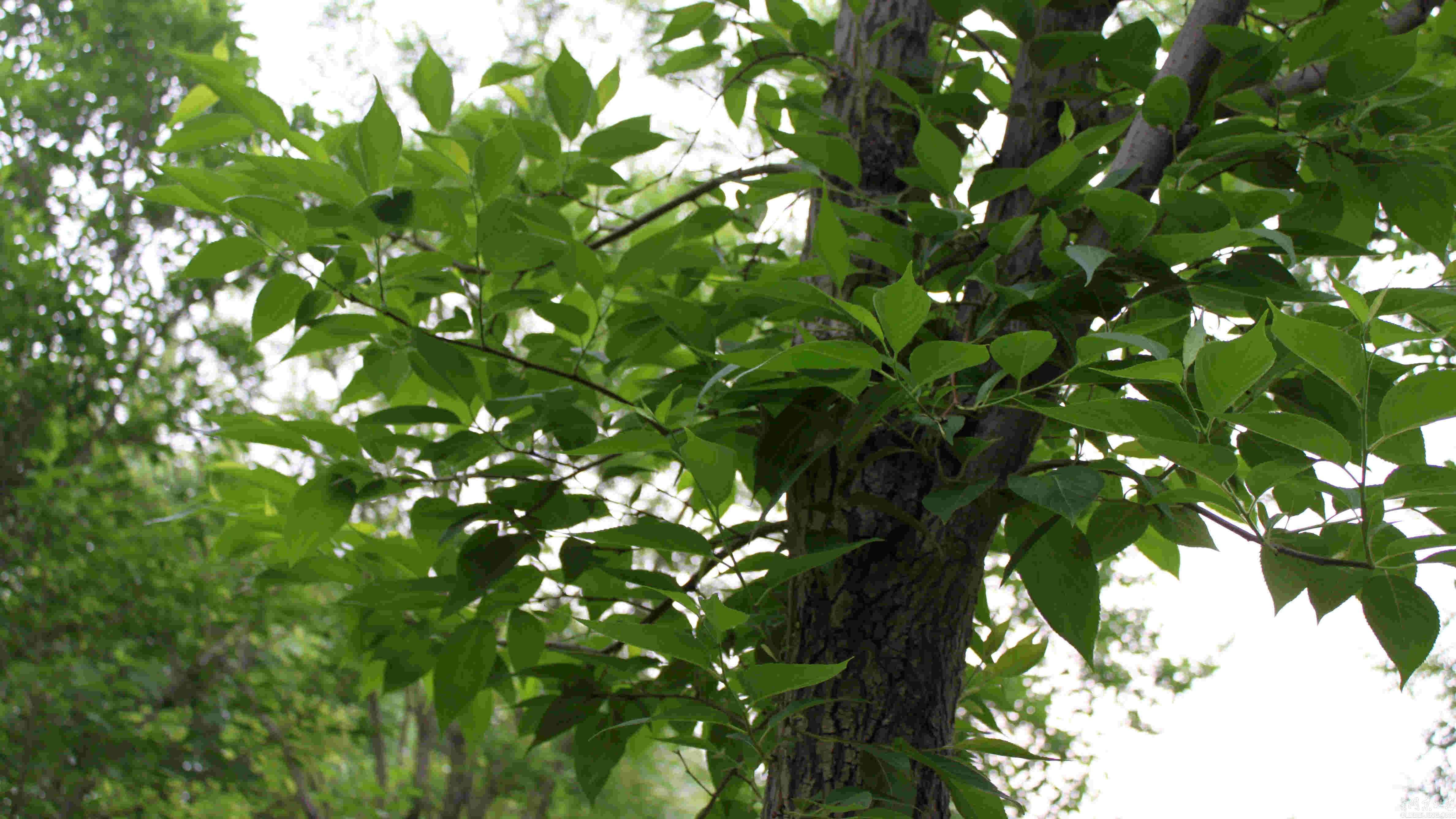 杜仲树有哪些应用价值？