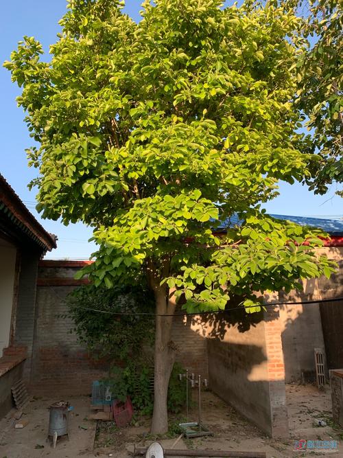 庭院里适合种杜仲树吗？