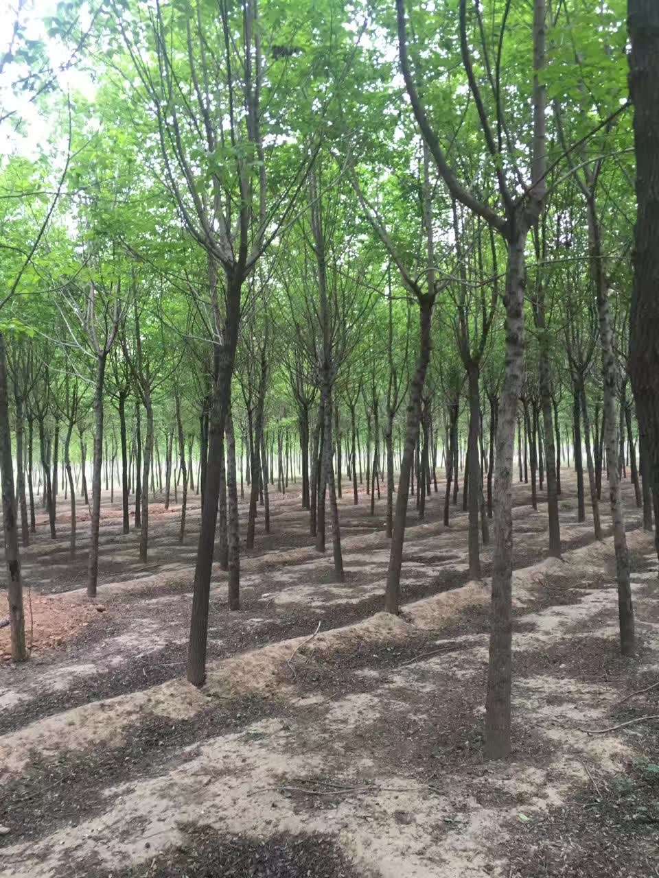 杜仲树是国家保护植物吗？ 