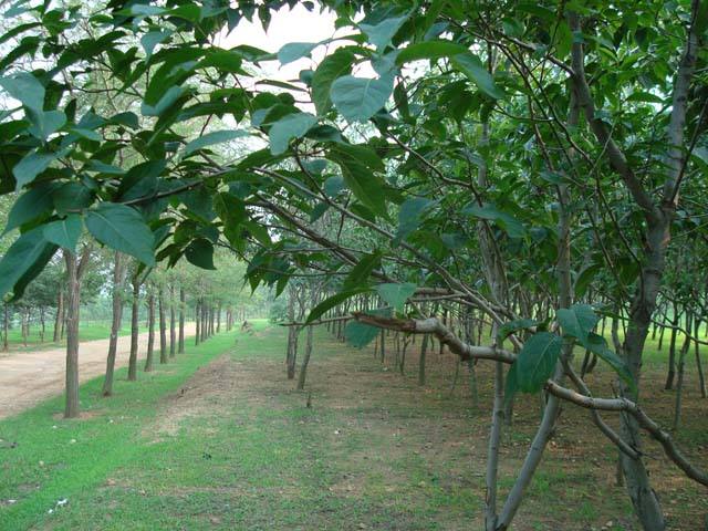 杜仲树是名称来源于什么故事？