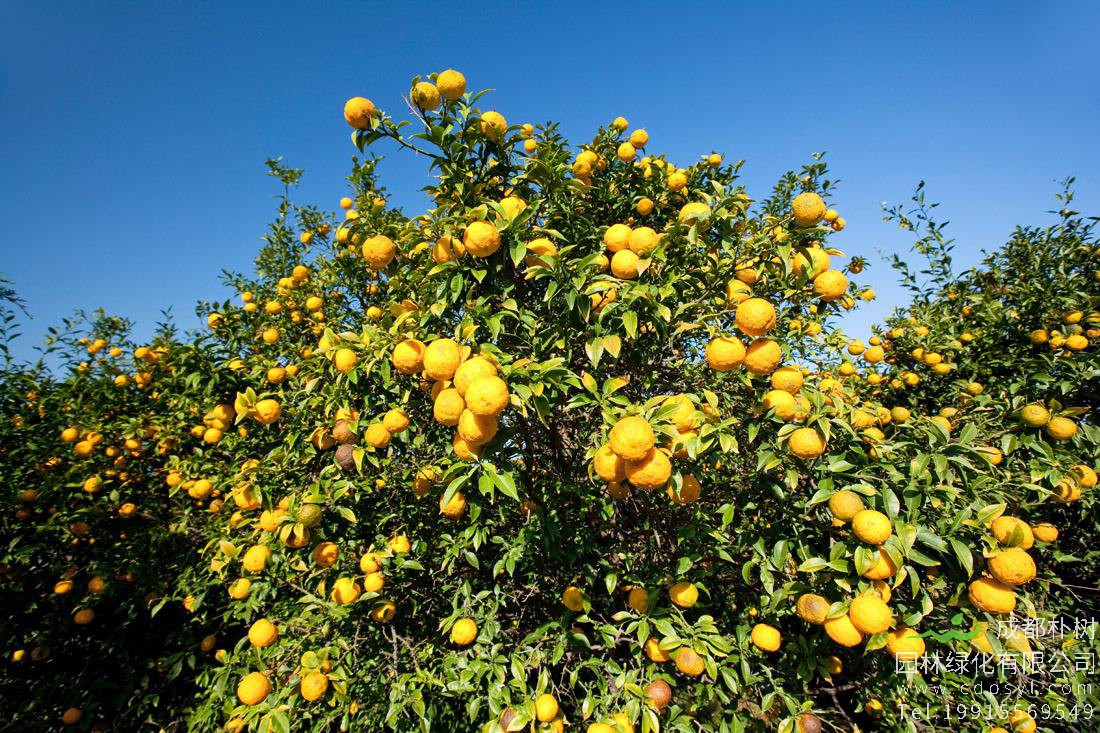 香橼树上可以嫁接橙子吗？