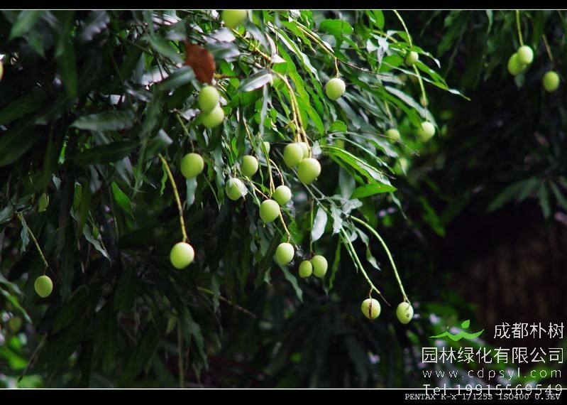 扁桃树与芒果树的区别？