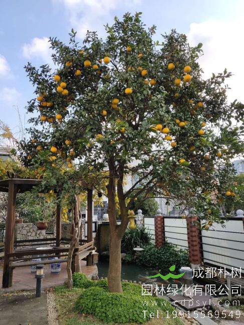 香橼树苗怎样修剪？