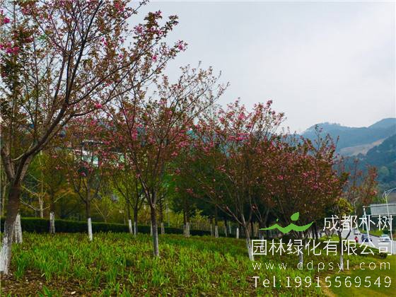 什么地方适合种植帚桃？