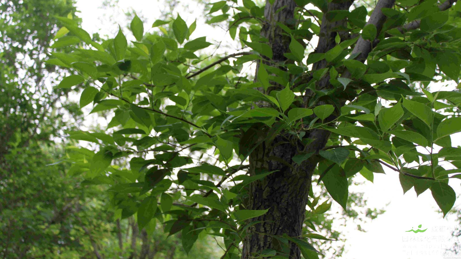 杜仲树有哪些应用价值？