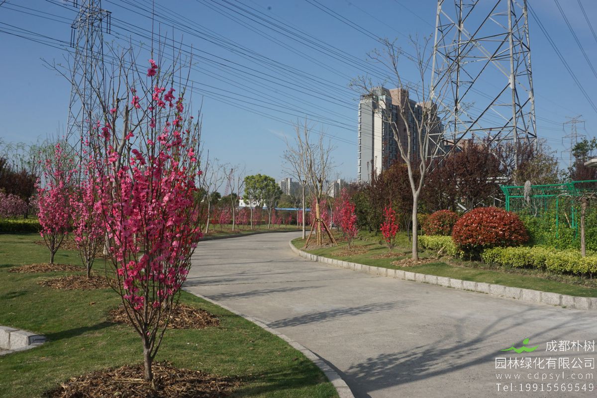 帚桃适合在北方种植吗？