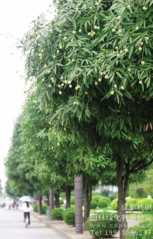 扁桃树能在北方种植吗？