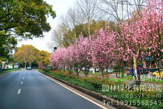 帚桃有什么价值？