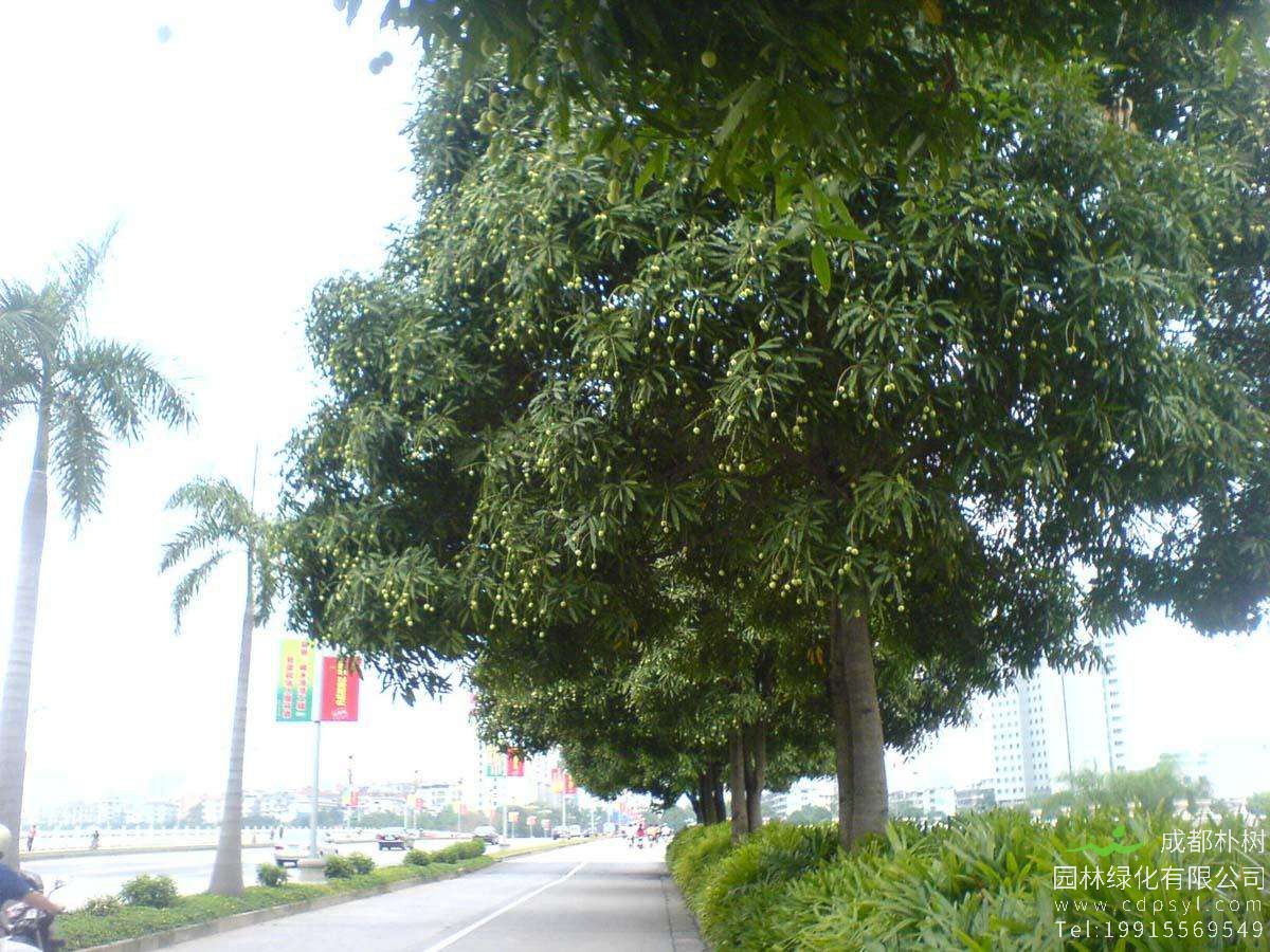 扁桃树什么时候结果？ 