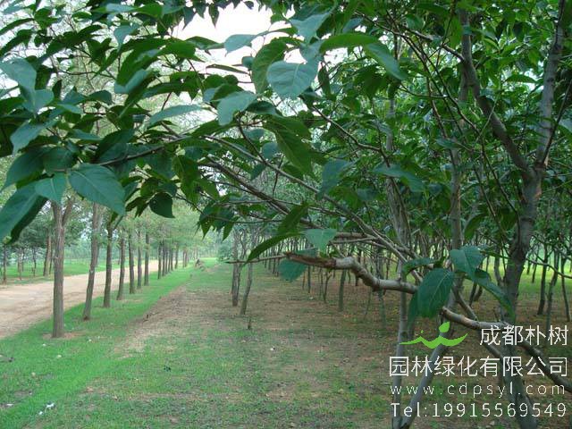 杜仲树是名称来源于什么故事？