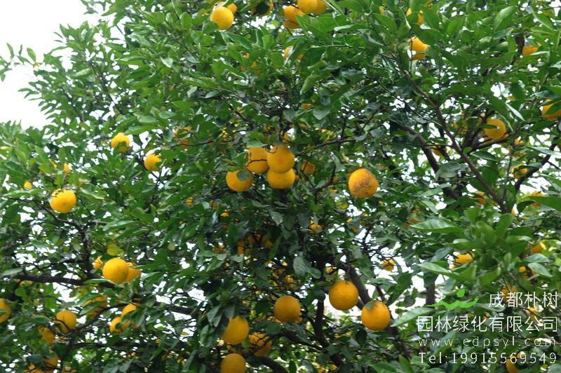 香橼要怎样栽培？ 