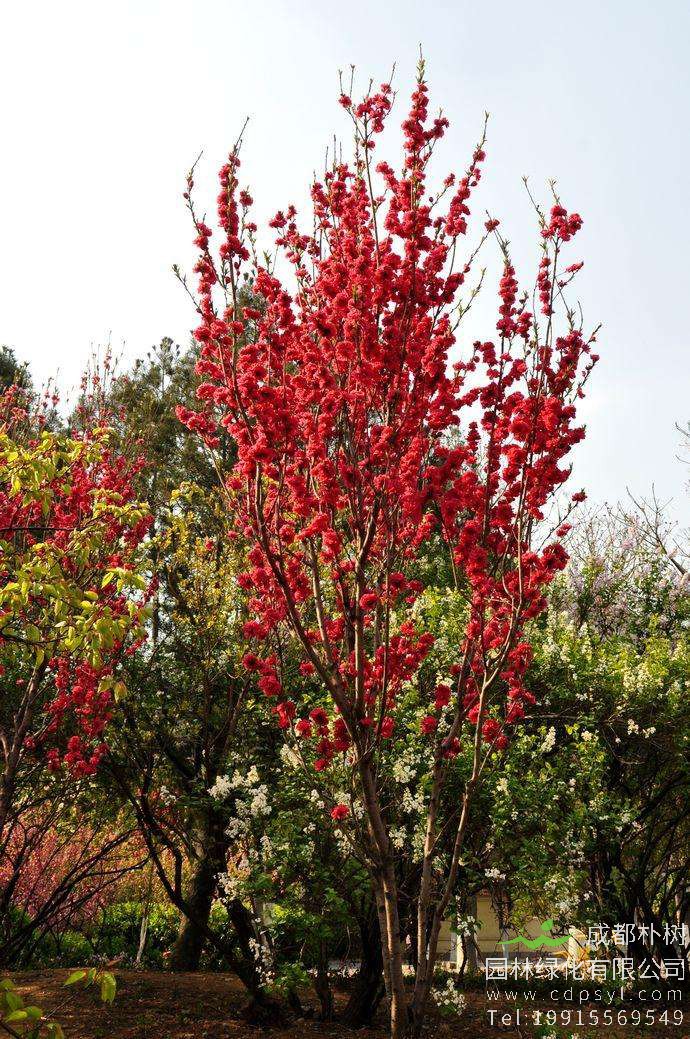 如何栽培帚桃？