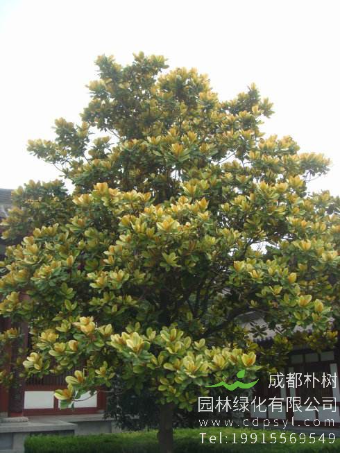 庭院可否栽种玉兰花树？ 