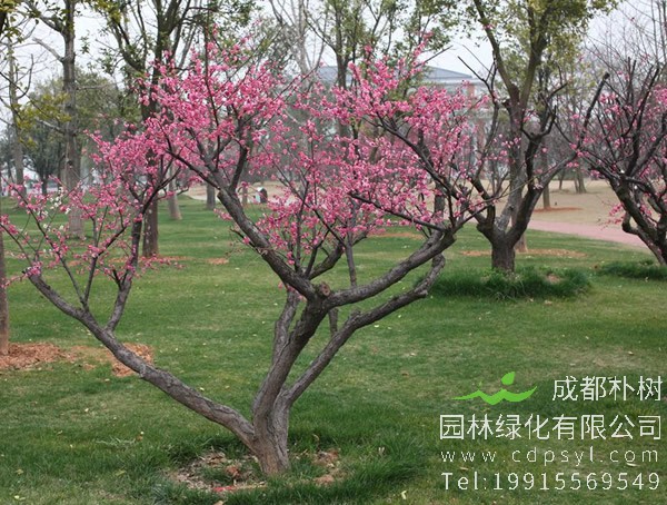 红梅树的生长习性是什么？