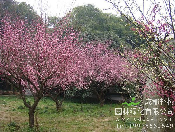 如何种植红梅？种植红梅树的注意事项有哪些？