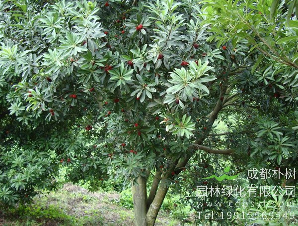 杨梅树在什么地方什么气候才能存活？