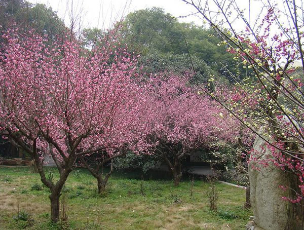 如何种植红梅？种植红梅树的注意事项有哪些？