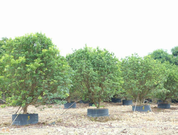 杨梅树在什么地方什么气候才能存活？