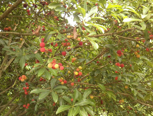 什么树可以嫁接成杨梅树？